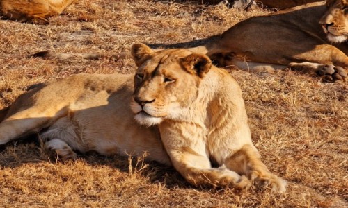Zdjcie RPA / Pretoria / Lion Park / Lew