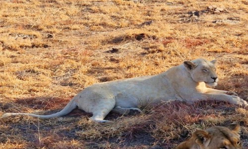 Zdjcie RPA / Pretoria / Lion Park / Lew biay