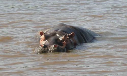 Zdjęcie RPA / Zulu land / Zulu Land /Jezioro St. Lucia / ...i zaniepokojony tata