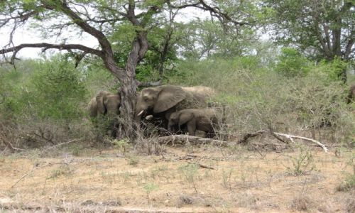 Zdjecie RPA / Kruger NP / park Krugera / rodzina.... ach rodzina