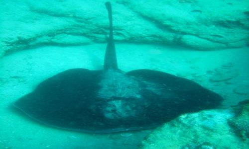 Zdjęcie RPA / Kwazulu-Natal, Elephant Coast / Sodwana Bay / ostrzeżenie