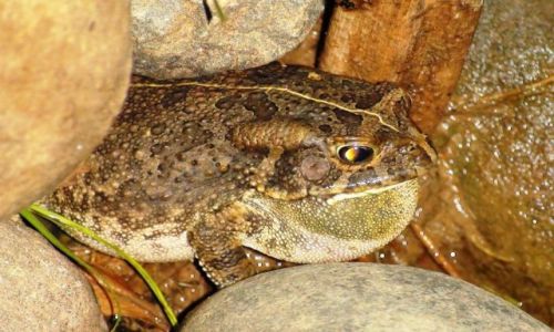 Zdjecie RPA / Drakensberg / Inkhaza Lodge / dla ziutam - abka afrykaska - i ju okrga :)))