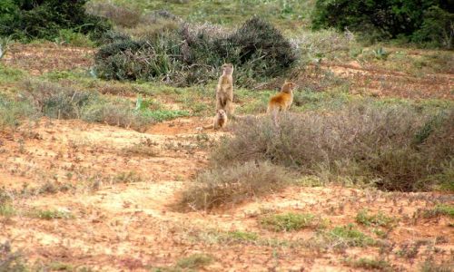 Zdjęcie RPA / w pobliżu Knysny / Addo National Park / Mangusty żółte