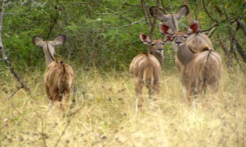 Zdjecie RPA / brak / Kruger National Park / Antylopy Niala