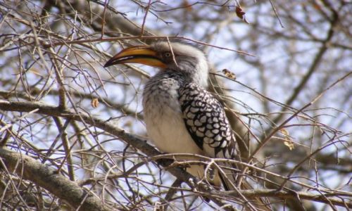 Zdjecie RPA / Prowincje Limpopo i Mpumalanga / Park Narodowy Krugera / Toko żółtodzioby