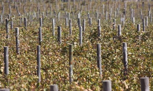 Zdj�cie RPA / - / Winnice Stellenbosch / Winnice