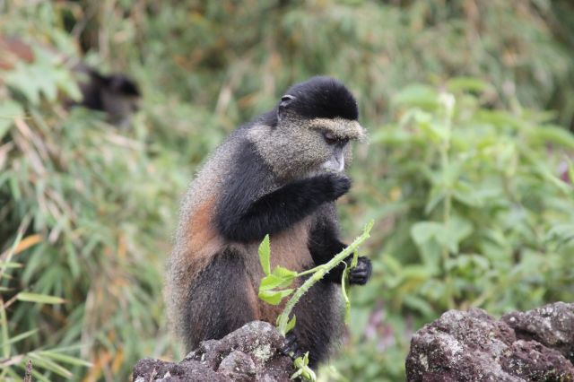 Zdjęcia: okolice Ruhengeri, okolice Ruhengeri, golden monkey, RUANDA Zdjęcia: okolice Ruhengeri, okolice Ruhengeri, golden monkey, RUANDA