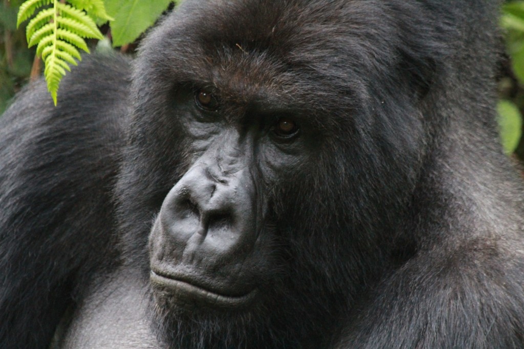 Zdjęcia: Rwanda, Rwanda, Goryl górski, RUANDA Zdjęcia: Rwanda, Rwanda, Goryl górski, RUANDA