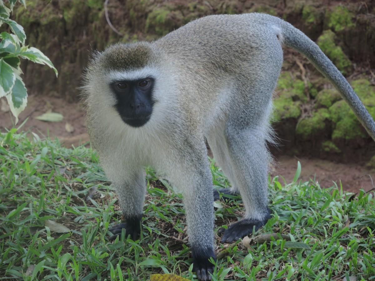 Zdjęcia: Jezioro Kivu, Ruanda, Rwanda i Burundi, RUANDA Zdjęcia: Jezioro Kivu, Ruanda, Rwanda i Burundi, RUANDA