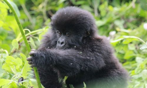 Zdjcie RUANDA / Volcanos National Park / Rwanda / Gorylek