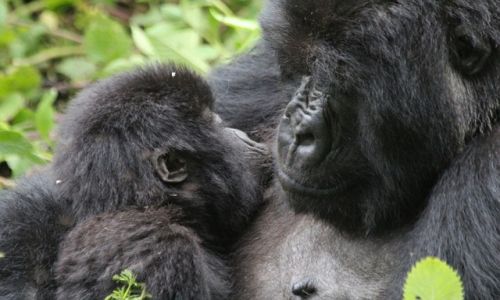 Zdjecie RUANDA / Volcanos National Park / Volcanos National Park / Goryle grskie