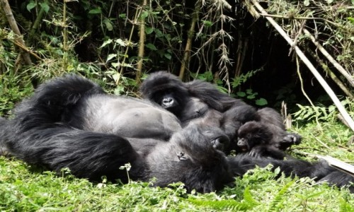 Zdjecie RUANDA / Gry Virunga / j.w. / Goryle grskie-rodzina MUHOZA