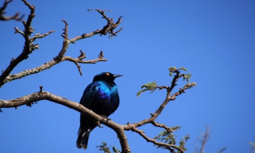 Zdjcie RUANDA / Park Akagera / j.w. / W kolorze blue