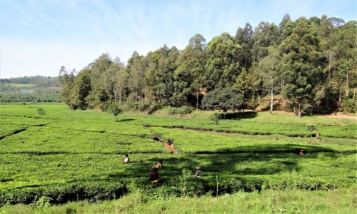 Zdjęcie RUANDA / okolice Kibeho / j.w. / Plantacje herbaty