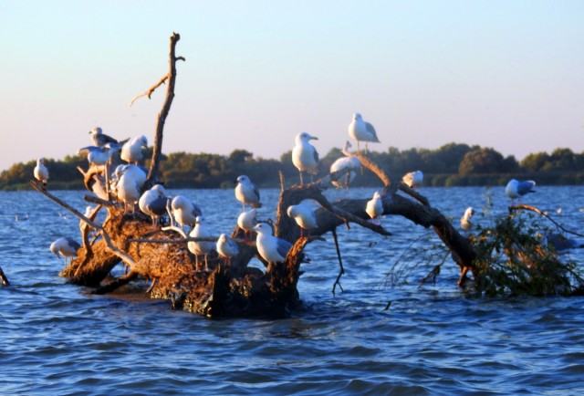 Zdj cia: Dunaj, Tulcza, Delta Dunaju 2, RUMUNIA Zdj cia: Dunaj, Tulcza, Delta Dunaju 2, RUMUNIA