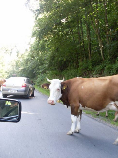 Zdjęcia: Munti Bucegi, Brasov, :), RUMUNIA Zdjęcia: Munti Bucegi, Brasov, :), RUMUNIA