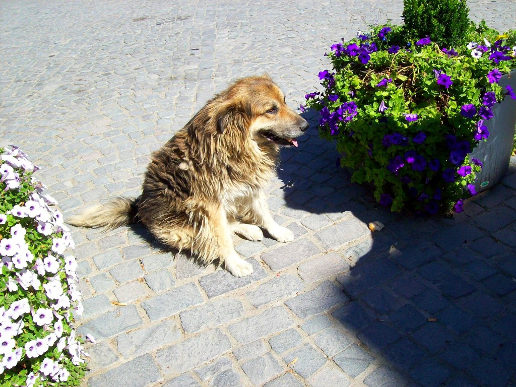 Zdjęcia: Sighisoara, Transylwania, mieszkaniec..., RUMUNIA Zdjęcia: Sighisoara, Transylwania, mieszkaniec..., RUMUNIA
