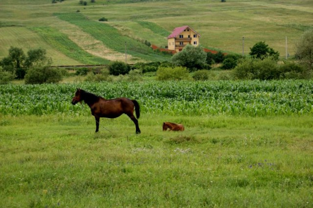 Zdjęcia: Satu Mare, Satu Mare, Satu Mare, RUMUNIA Zdjęcia: Satu Mare, Satu Mare, Satu Mare, RUMUNIA