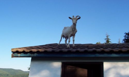 Zdjecie RUMUNIA / Hunedoara / Cincis / Koza na dachu