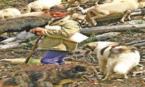 Zdjęcie RUMUNIA / pasmo Bihoru / góry / pasterz