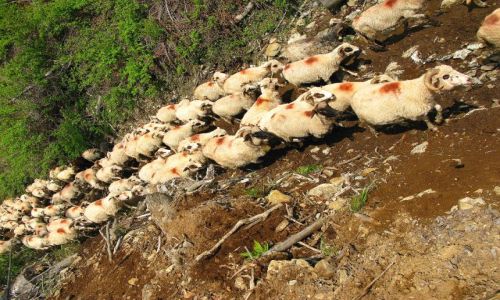 Zdjęcie RUMUNIA / pasmo Bihoru / góry / łowiecki...:)