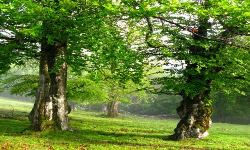 Zdjecie RUMUNIA / Transylwania / dolina bukw - Gry Sureanu / Buki...