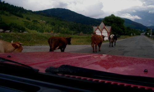 Zdjecie RUMUNIA / - / Vadu Izei / Na drodze w Rumunii