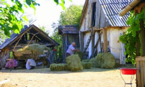 Zdjcie RUMUNIA / Satu  Mare / Satu  Mare / Satu  Mare