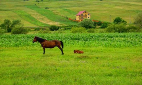 Zdjecie RUMUNIA / Okolice  Satu Mare / Okolice  Satu Mare / Okolice  Satu Mare