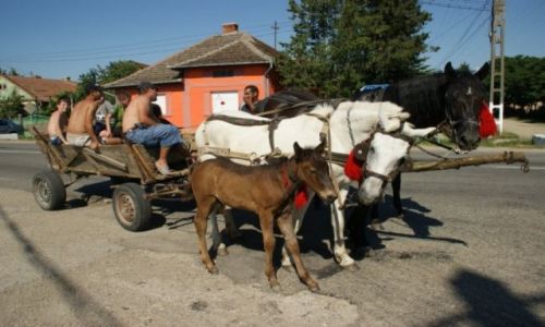 Zdjecie RUMUNIA / Okolice Alba Iulia / Okolice Alba Iulia / Pojazd