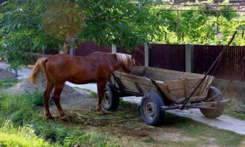 Zdjęcie RUMUNIA / Rumunia  / Rumunia  / Rumunia