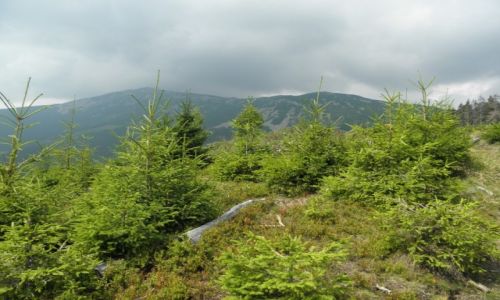 Zdjecie RUMUNIA / Hunedoara / Retezat / pod rumuskim niebem