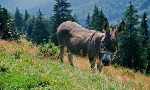 Zdjecie RUMUNIA / Gry Rodniaskie / Fata Seaca / Osioek