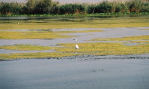 Zdjcie RUMUNIA / DELTA DUNAJU  / DELTA DUNAJU  / DELTA DUNAJU 