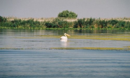 Zdjcie RUMUNIA / DELTA DUNAJU  / DELTA DUNAJU  / DELTA DUNAJU 