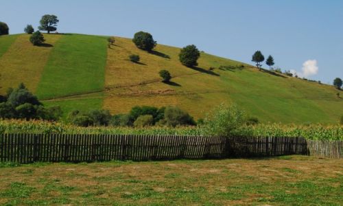 Zdjęcie RUMUNIA / Transylvania / okolice Sita Buzaului / Niwa