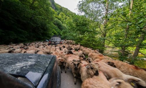 Zdjęcie RUMUNIA / Karpaty / publiczna droga /