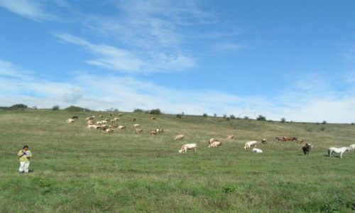 Zdjęcie RUMUNIA / Transylwania / Aiud-Turda / Stado