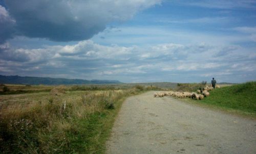 Zdjecie RUMUNIA / Transylwania / Sfanthu Sieu / Owieczki z pasterzem