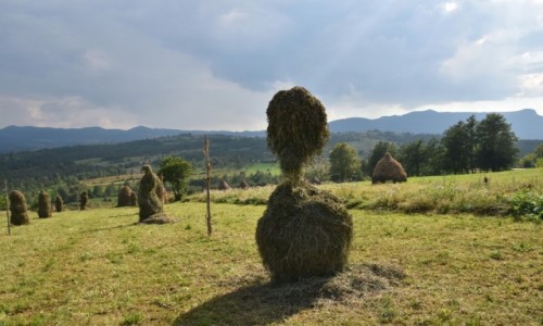 Zdjecie RUMUNIA / Maramuresz / okolice Budesti / Na kach
