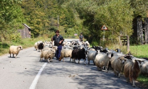 Zdjcie RUMUNIA / Bukowina  / W drodze na Maramuresz / Sympatyczne utrudnienia  w ruchu koowym