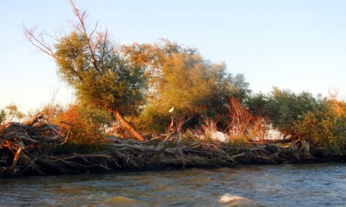 Zdjcie RUMUNIA / Tulcza / Dunaj / Delta Dunaju 1