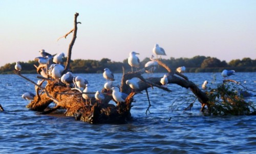Zdjcie RUMUNIA / Tulcza / Dunaj / Delta Dunaju 2