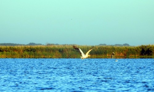 Zdjcie RUMUNIA / Tulcza / Dunaj / Delta Dunaju 3
