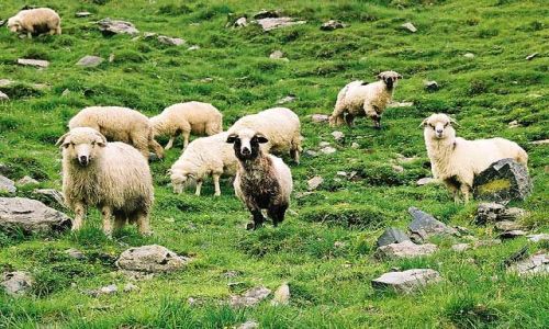 Zdjęcie RUMUNIA / Fagaras / Fagaras / mieszkańcy gór ;-)
