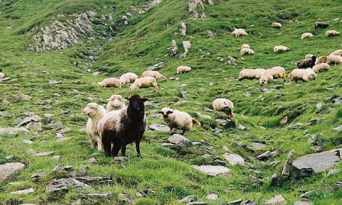 Zdjęcie RUMUNIA / Fagaras / Fagaras / mieszkańcy gór ;-)