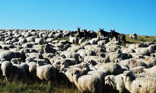 Zdjecie RUMUNIA / Góry Lotru / Góry Lotru / stado