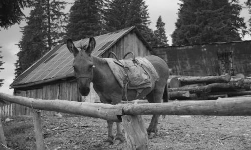 Zdjecie RUMUNIA / Transylwania / Góry BUCEGI / Osiołek