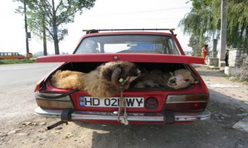 Zdjecie RUMUNIA / Rumunia / Rumunia / transport zwierzt