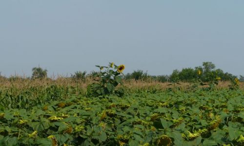 Zdjecie RUMUNIA / Bihor / Oradea / Słoneczniki dla koleżanki